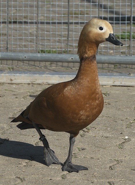 而如今